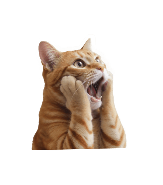 Cat meme